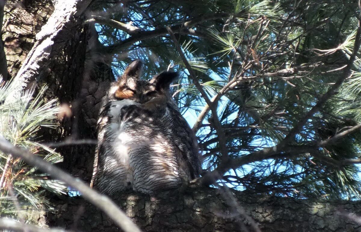 photograph of a great horned owl in Thicksons Woods in Whitby, Ontario, Canada.