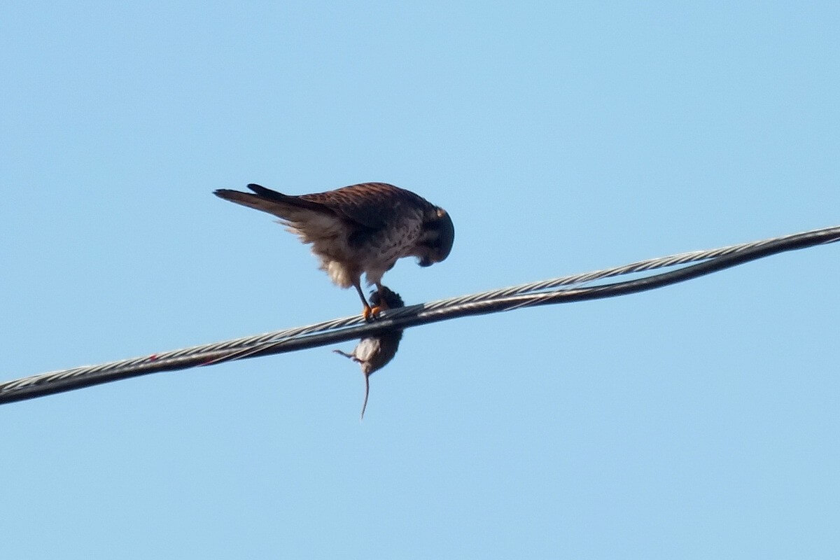Photo of an American Kestrel eating a mouse on a power line in Whitby - Ontario
