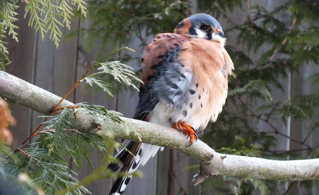 American Kestrel - profile - Mountsberg Raptor Centre