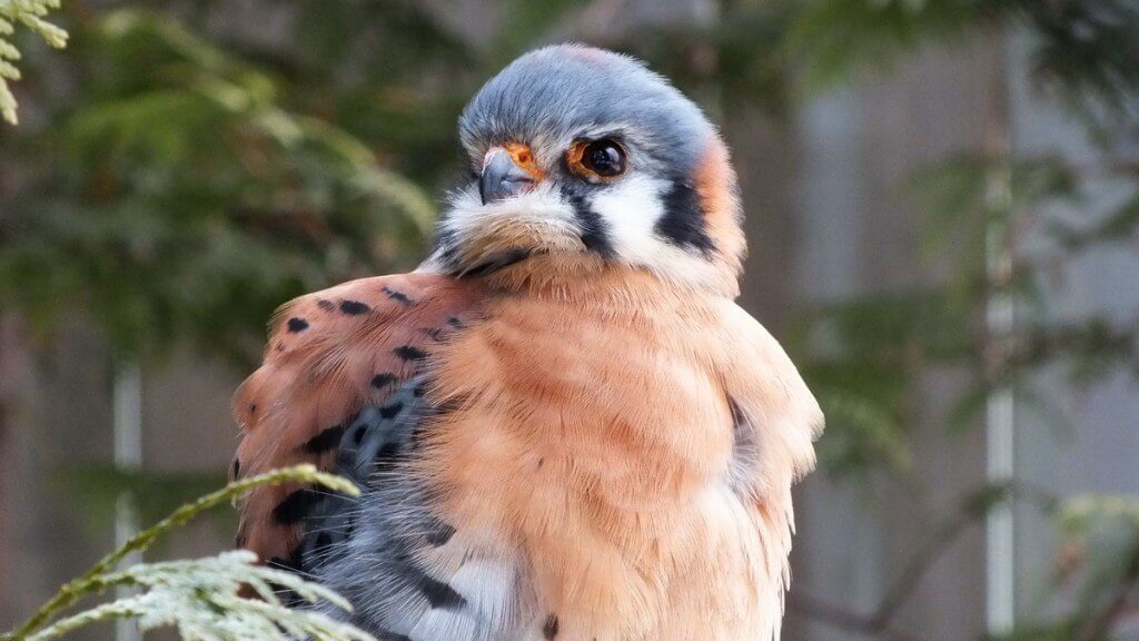 American Kestrel all puffed up at the Mountsberg Raptor Centre