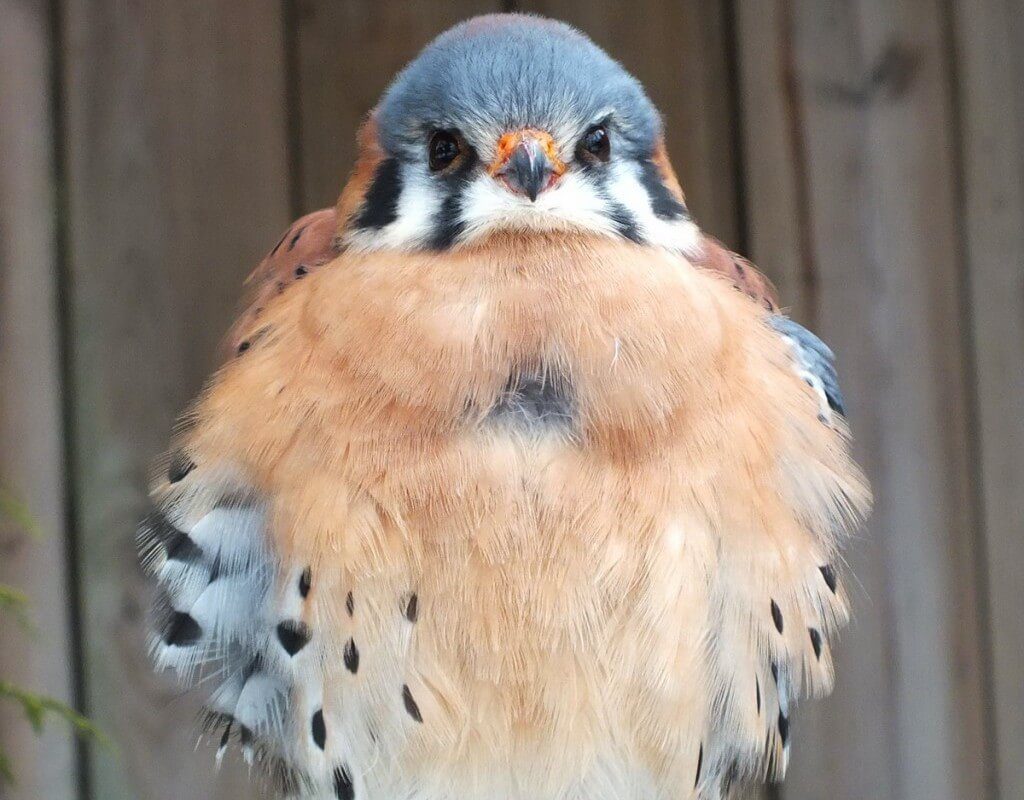 American Kestrel gives us a stare down at the Mountsberg Raptor Centre