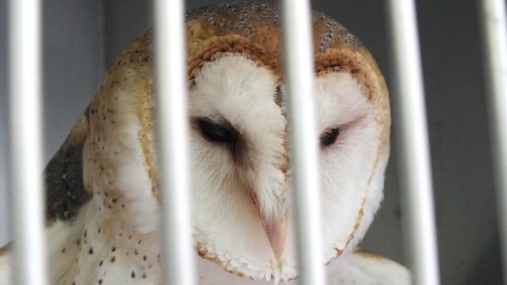 Barn Owl at Mountsberg Raptor Centre