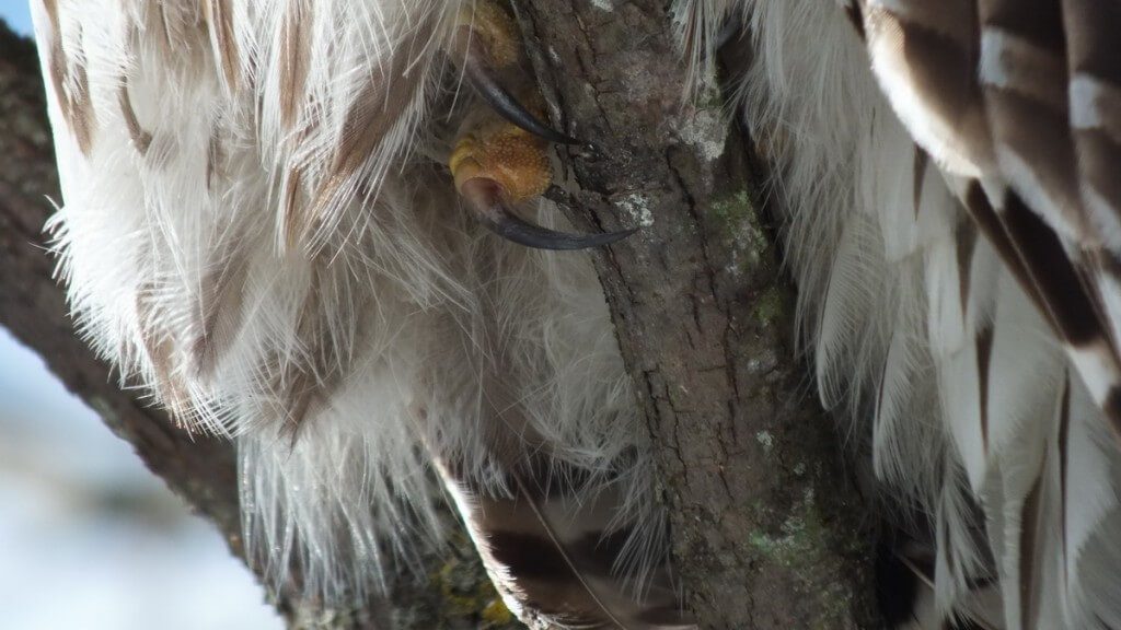 Barred Owl use its feet and talons to hold on to tree limb