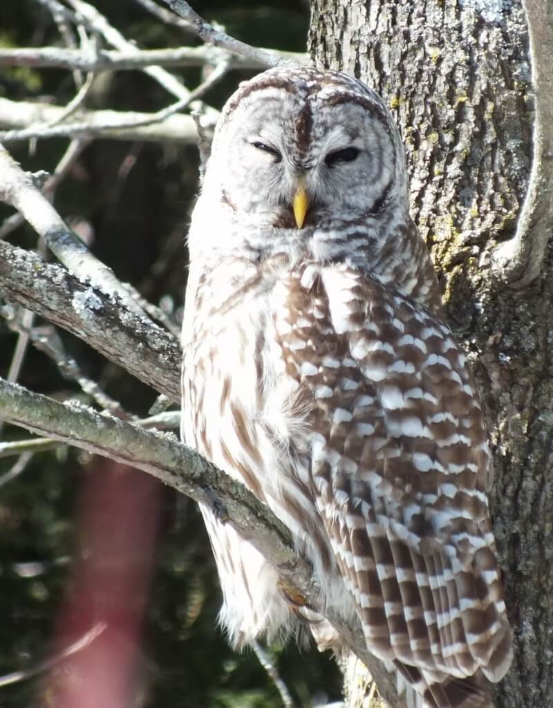 Barred Owl - gives us a look - Cranberry West Tract - Whitby