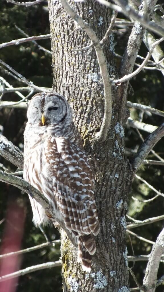 Barred Owl sitting on a tree - Cranberry West Tract - Whitby
