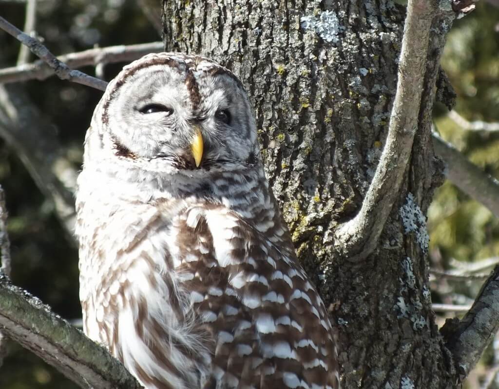 Barred Owl - looks upwards - Cranberry West Tract - Whitby