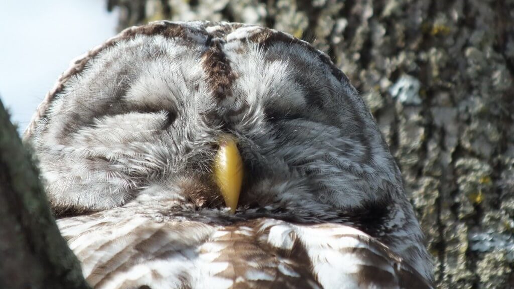 Barred Owl with a sleepy face sitting on a tree in the Cranberry West Tract - Whitby
