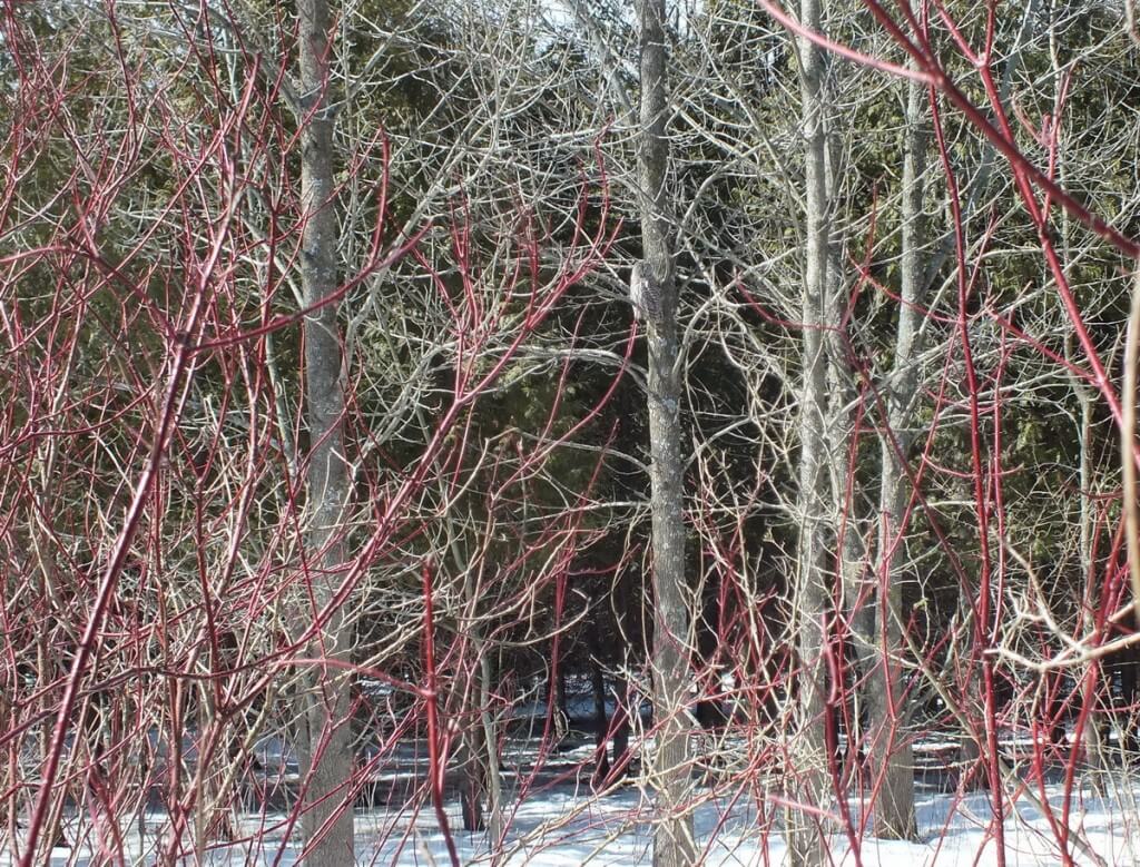 Barred Owl - where is it in picture- Cranberry West Tract - Whitby