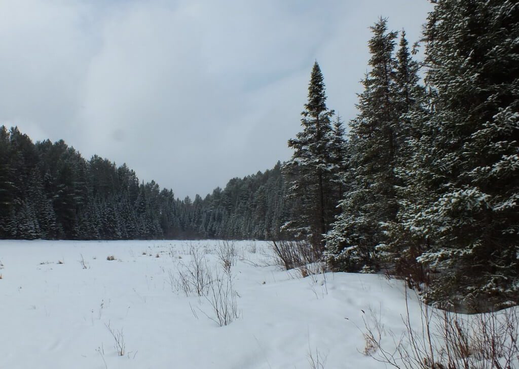 Beaver Pond on the Beaver Pond Trail in Algonquin Provincial Park