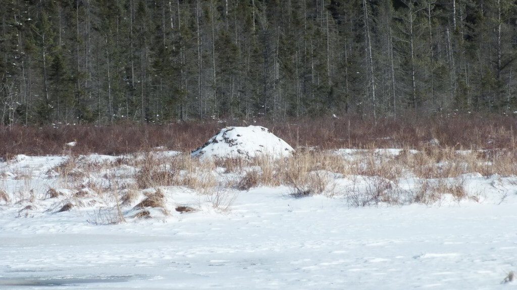 Beaver lodge in Spruce bog in Algonquin Park