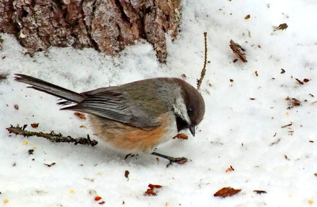 A Boreal chickadee checks out the suet feeder in Algonquin Park