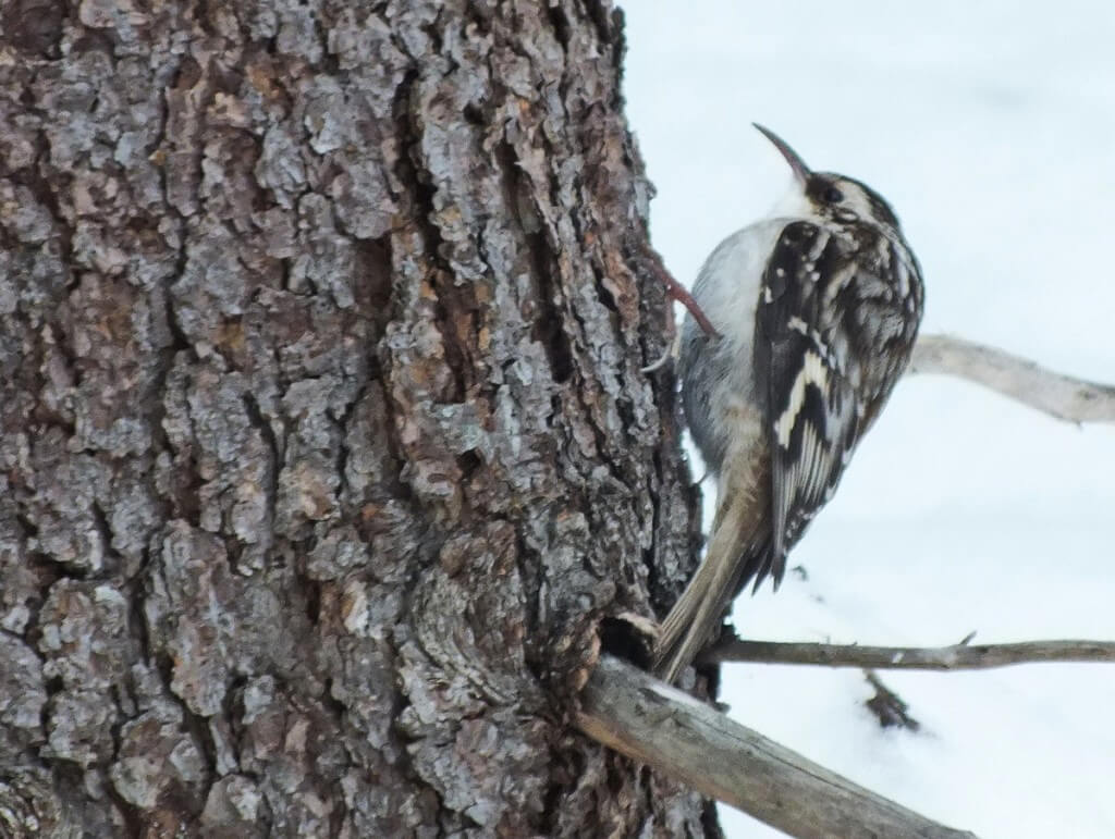Brown Creeper in Algonquin Provincial Park