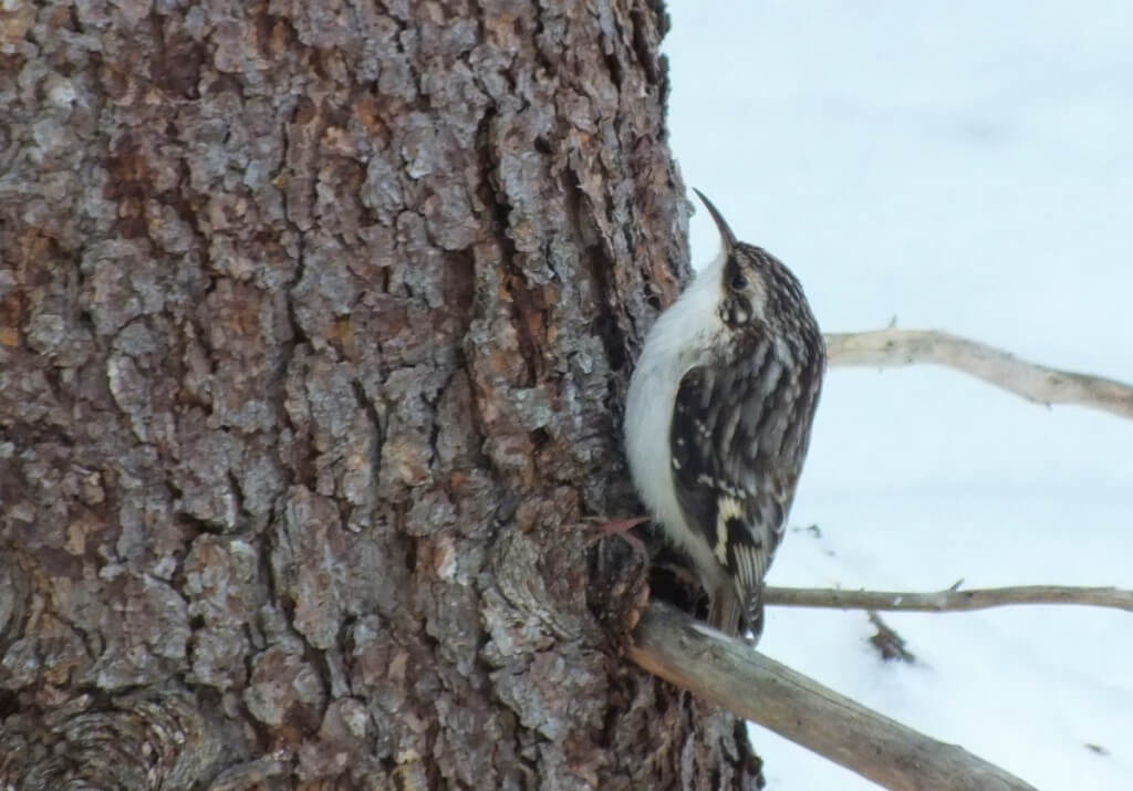 Brown Creeper in Algonquin Provincial Park