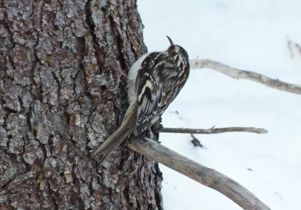 Brown Creeper on tree in Algonquin Provincial Park
