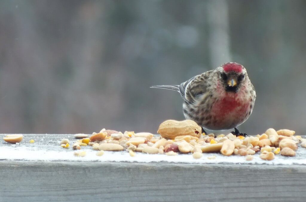 Common Redpoll, leaf lake ski trail, Algonquin Provincial Park, Ontario, Canada