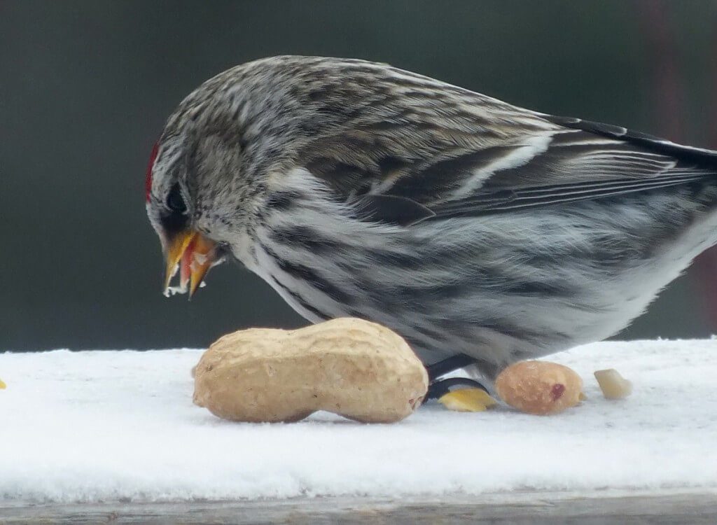 Common Redpoll, leaf lake ski trail, Algonquin Provincial Park, Ontario, Canada