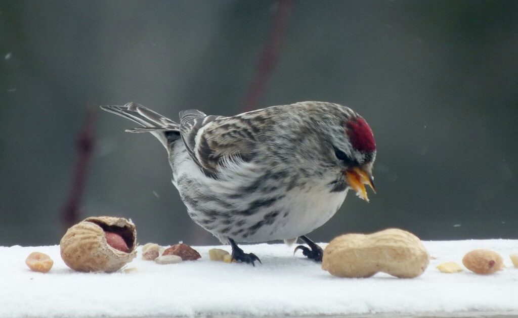Common Redpoll, leaf lake ski trail, Algonquin Provincial Park, Ontario, Canada