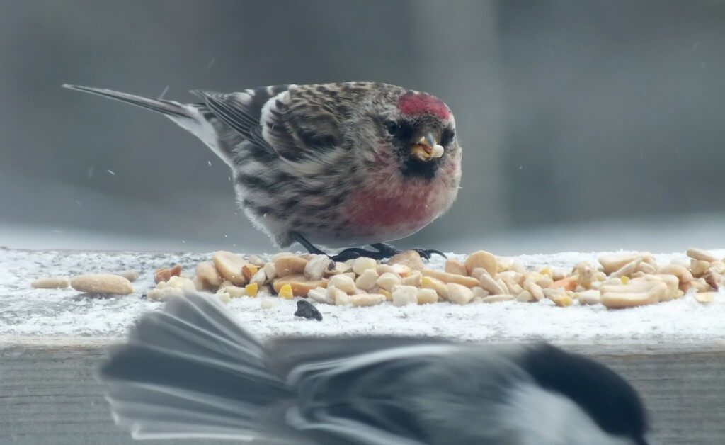 Common Redpoll, leaf lake ski trail, Algonquin Provincial Park, Ontario, Canada