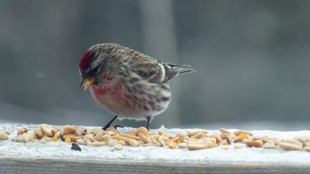 Common Redpoll, leaf lake ski trail, Algonquin Provincial Park, Ontario, Canada