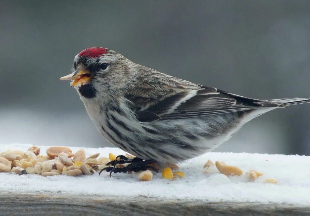 Common Redpoll, leaf lake ski trail, Algonquin Provincial Park, Ontario, Canada