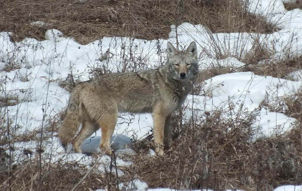 Image of a wild Coyote standing in snow at the Claireville Conservation Area in Toronto, Ontario 