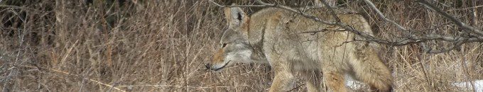 Photo of a Coyote taking a good look at something in the forest in the Claireville Conservation Area, in Toronto - Ontario March 8, 2013