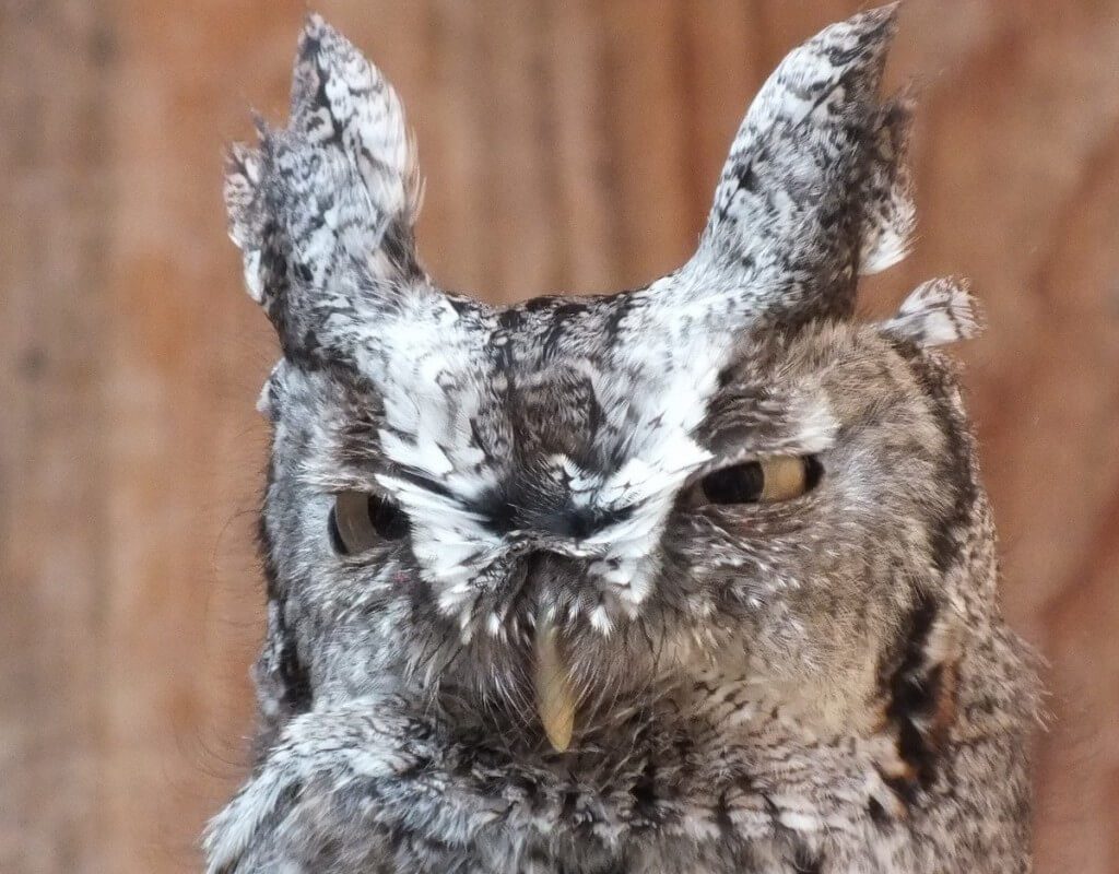 Eastern Screech owl with both eyes open - Mountsberg Raptor Centre