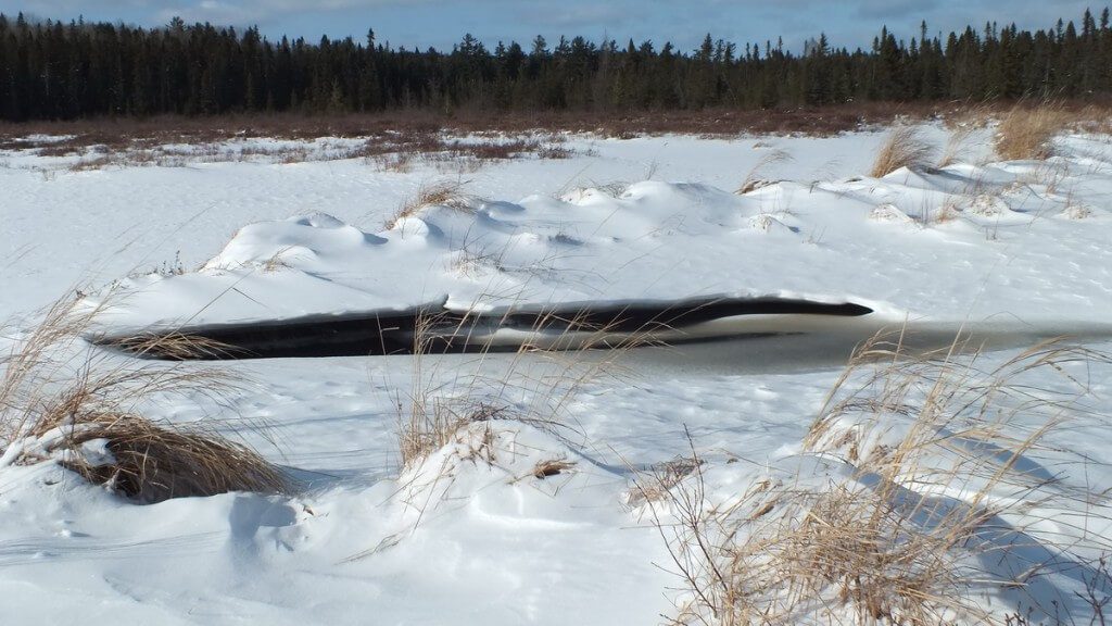 Frozen stream in Spruce bog in Algonquin Provincial Park