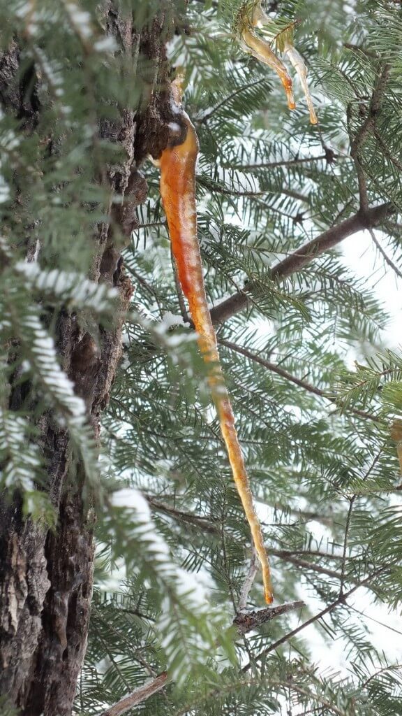 Golden icicles on tree in Algonquin Provincial Park