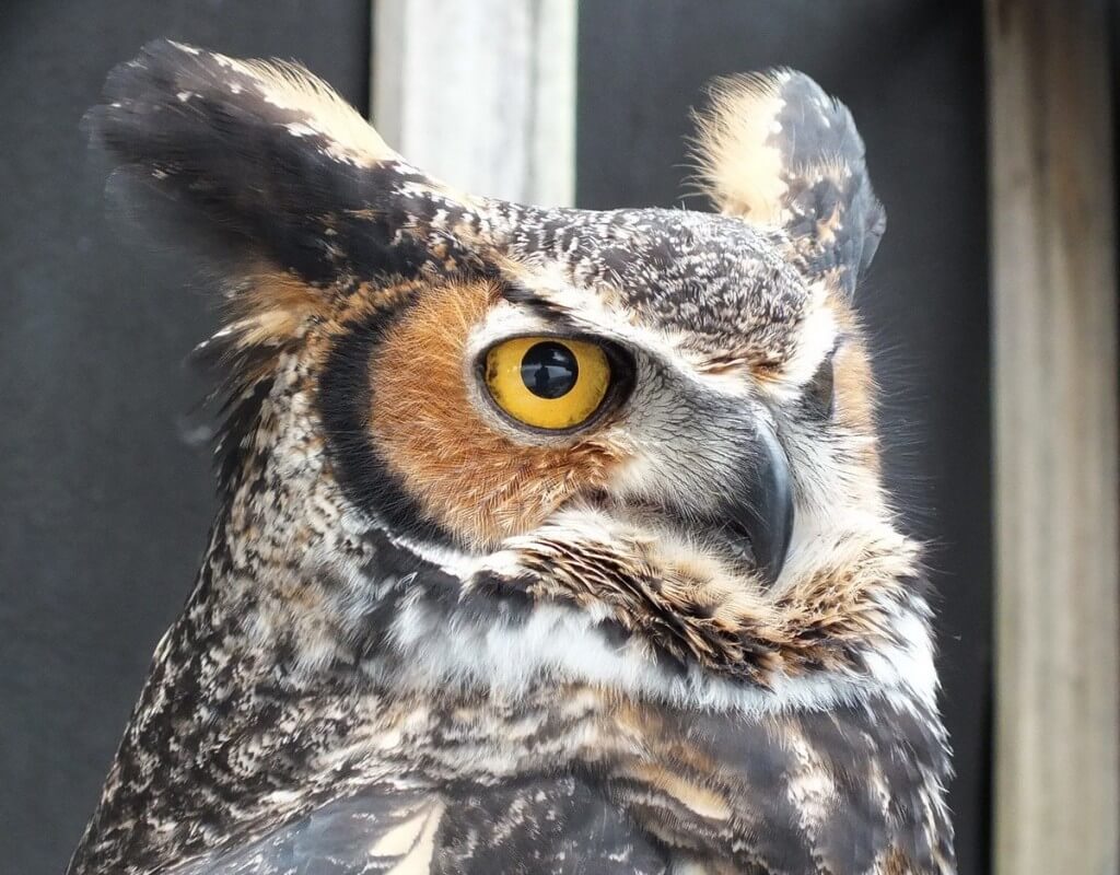 Great Horned Owl looks straight ahead at Mountsberg Raptor Centre
