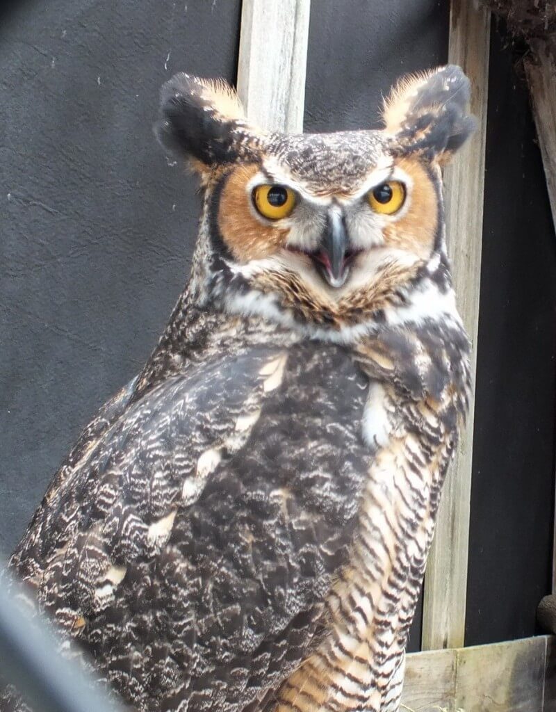Great Horned Owl gives us a look