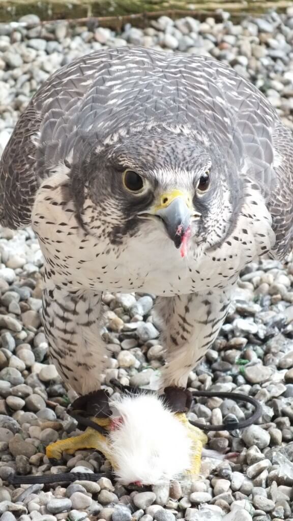 Gyrfalcon named Nahanni eats a mouse at Mountsberg Raptor Centre
