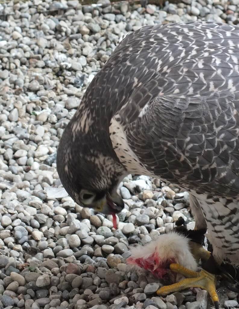Gyrfalcon eating at Mountsberg Raptor Centre