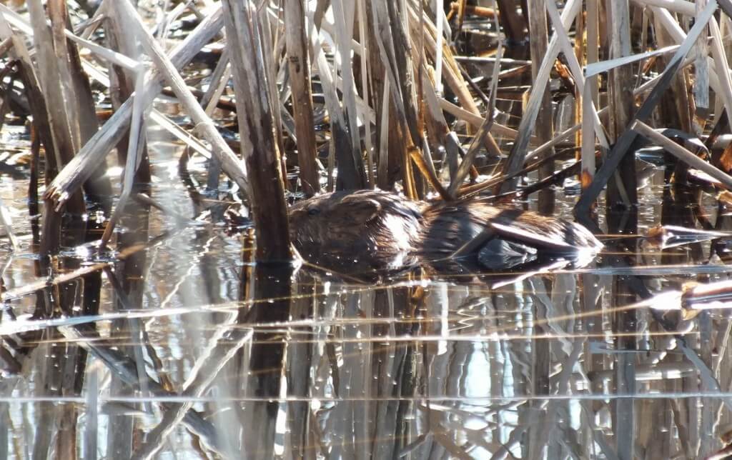 Muskrat, colonel samuel smith park, etobicoke, ontario
