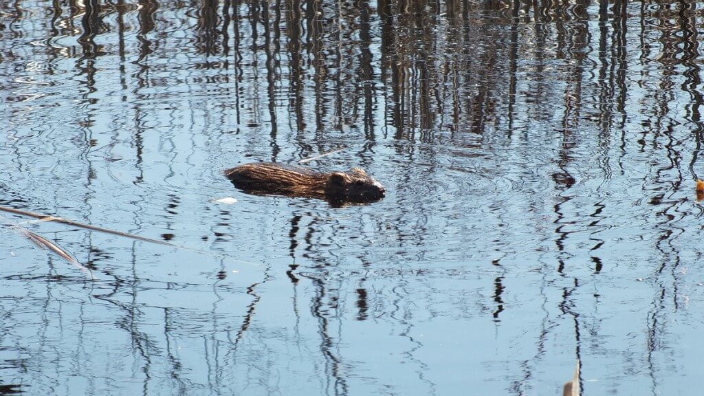 Muskrat, colonel samuel smith park, etobicoke, ontario