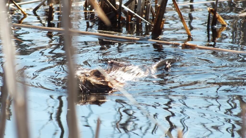 Muskrat, colonel samuel smith park, etobicoke, ontario