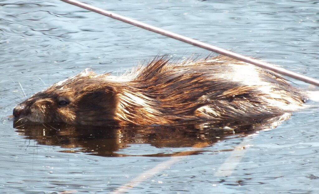 Muskrat, colonel samuel smith park, etobicoke, ontario