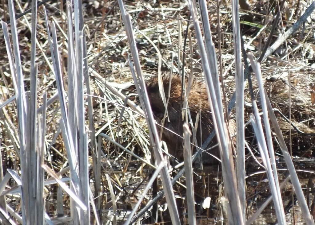Muskrat, colonel samuel smith park, etobicoke, ontario