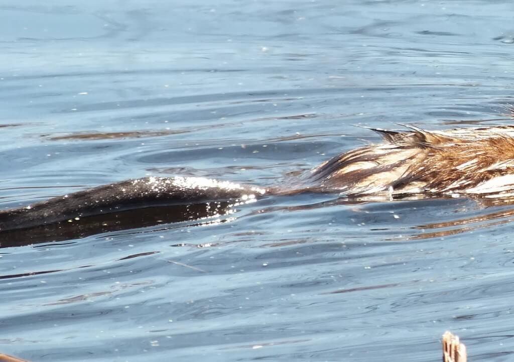 Muskrat tail, colonel samuel smith park, etobicoke, ontario