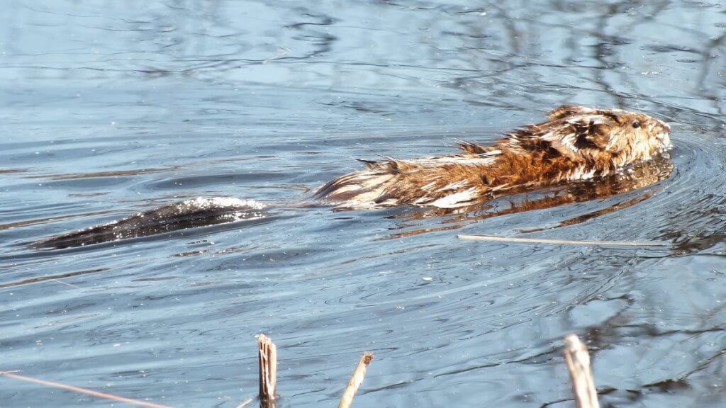 Muskrat, colonel samuel smith park, etobicoke, ontario