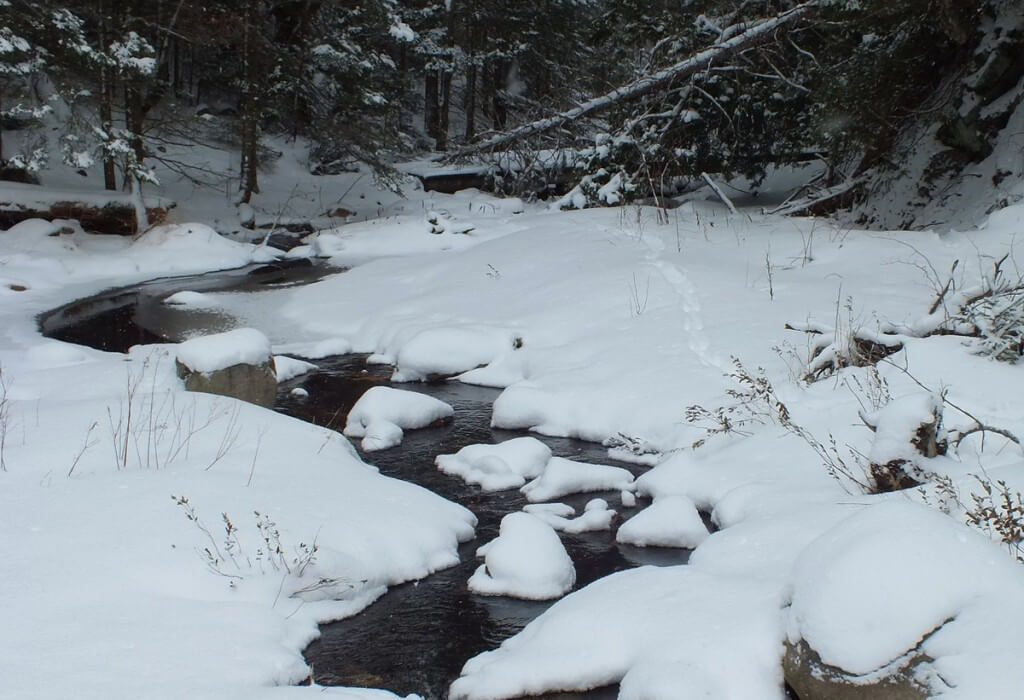 Otter tracks through snow along stream in Algonquin Park