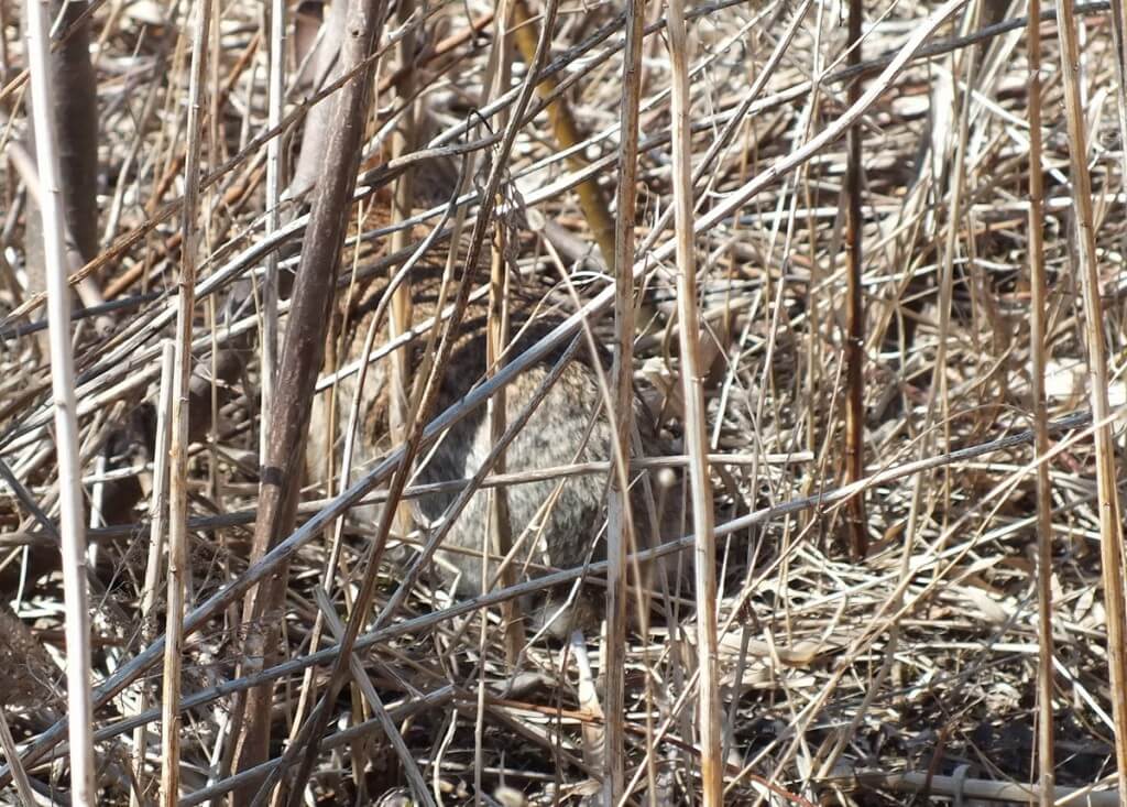 Rabbit, colonel samuel smith park, etobicoke, ontario