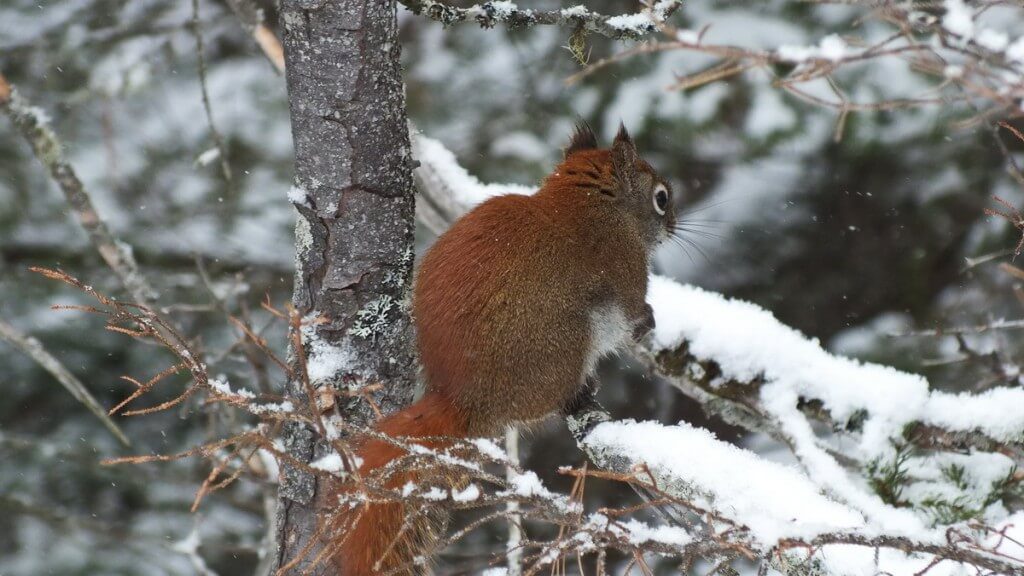 Red Squirrel in Algonquin Provincial Park