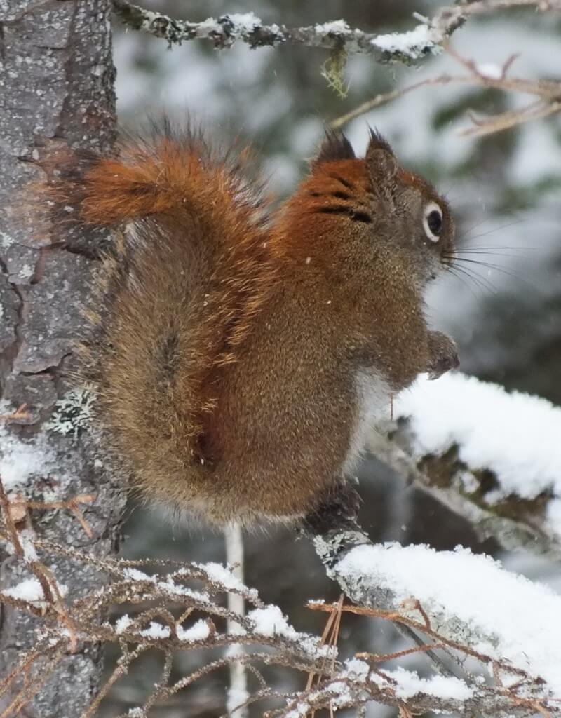 Red Squirrel sits in snowy tree in Algonquin Park