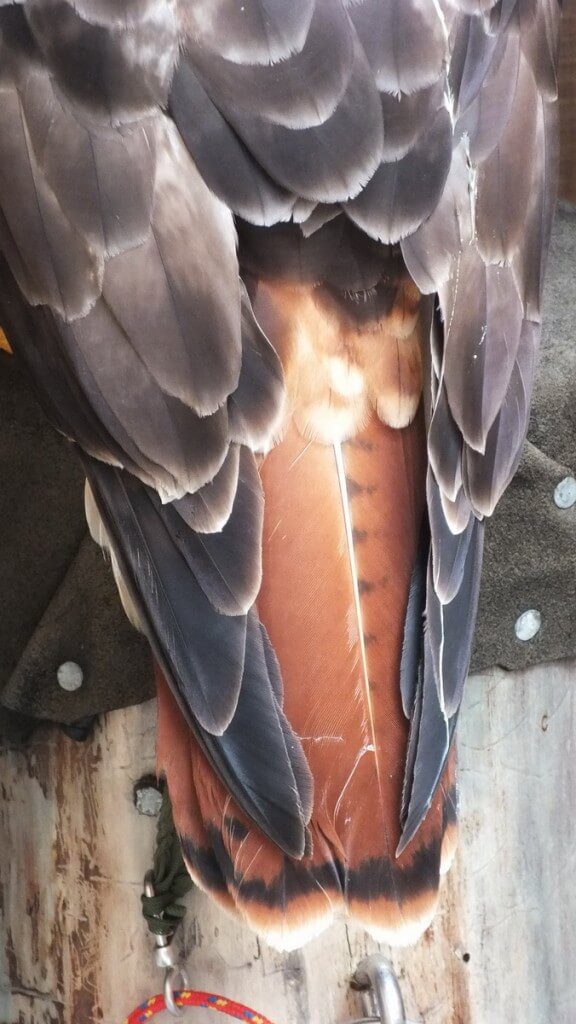 Red Tailed Hawks tail feathers