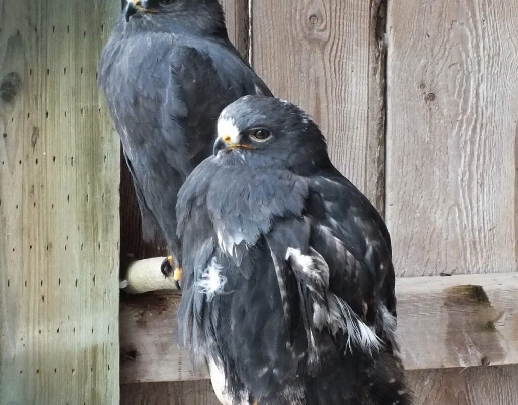 Rough-legged Hawks - Mountsberg Raptor Centre