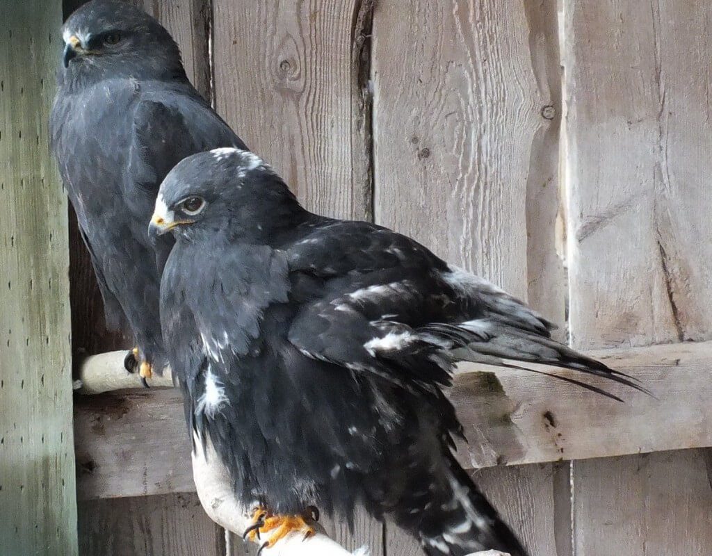 Rough-legged Hawks - lifted wing - Mountsberg Raptor Centre