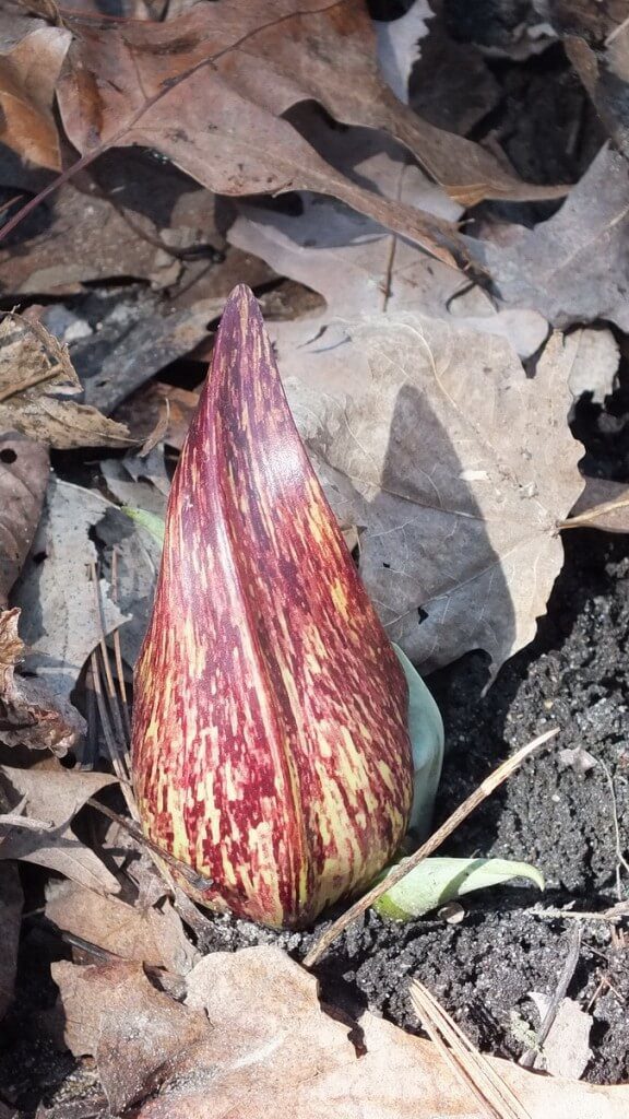 Skunk Cabbage plant in Hamilton swamp - Ontario