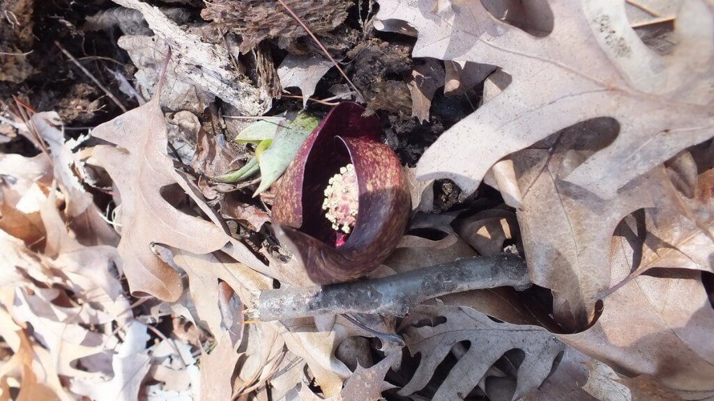 Skunk Cabbage plant, spathe bract, cootes paradise, hamilton, ontario