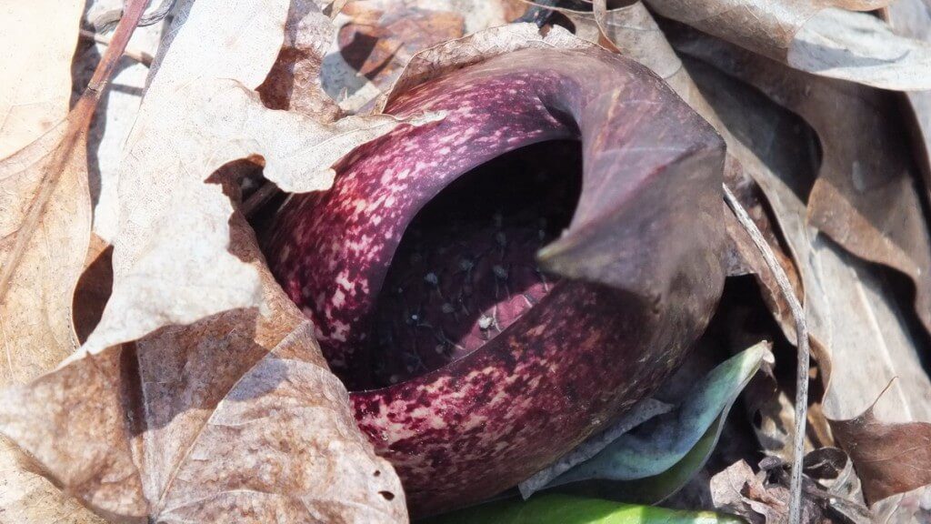 Skunk Cabbage plant growing among fallen leaves in the spring